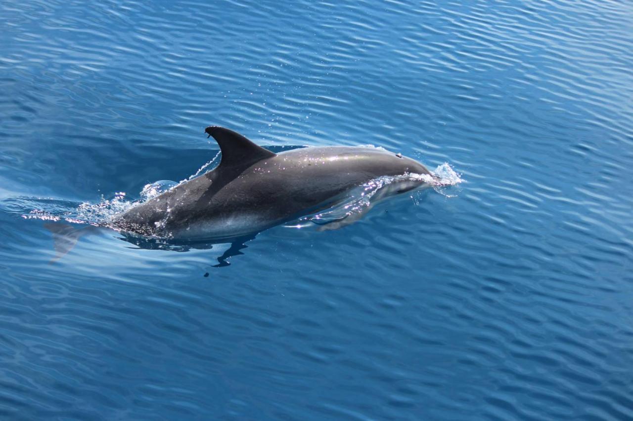 Scugnizza Smeralda